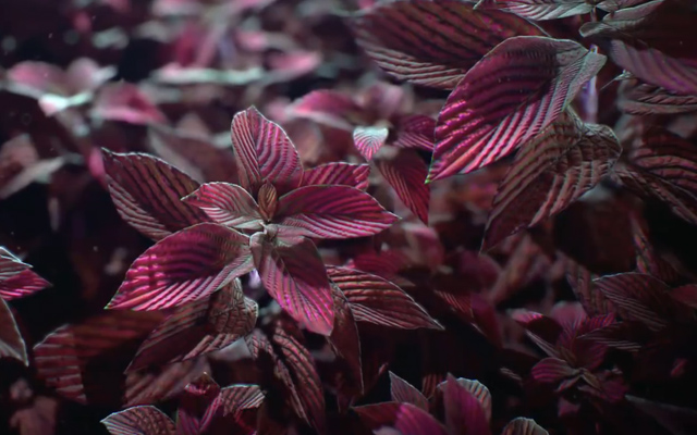 Gumroad Foliage Substance Designer BogodarȻֲy̳